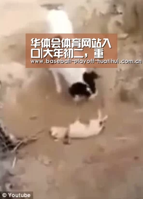 华体会体育网站入口|大年初二,重庆市副市长熊雪到麦德龙调研(图2) 华体会官网网页版